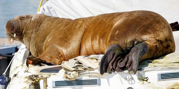 Norveç'te deniz aygırı Freya'nın öldürülmesine çevrecilerden tepki: Freya kimseye bir şey yapmadı!
