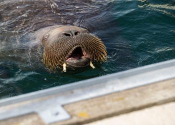 Norveç'te deniz botlarına tırmanarak güneşlenen deniz aygırı uyutuldu