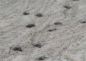 Patara Plajı'ndan 5 bininci yavru caretta caretta Akdeniz'e ulaştı