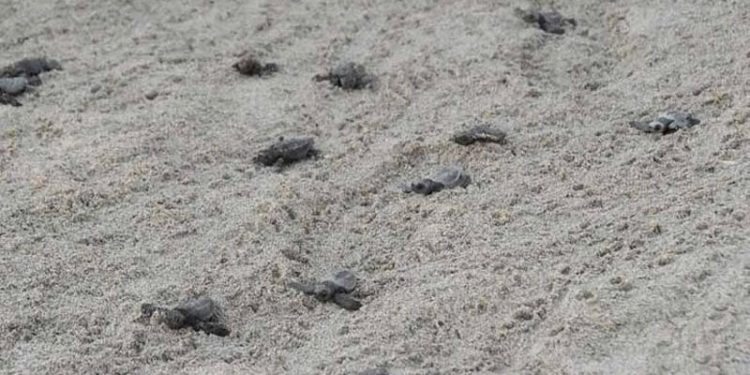 Patara Plajı'ndan 5 bininci yavru caretta caretta Akdeniz'e ulaştı