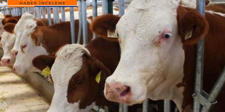 Süt üreticileri tıkandı; ya yem desteği ya zam!