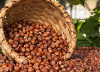 TMO fındık alım fiyatlarını açıkladı: Kilogramı 53 TL