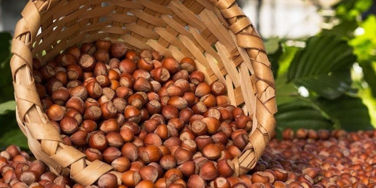 TMO fındık alım fiyatlarını açıkladı: Kilogramı 53 TL