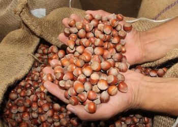 TMO, fındık alım fiyatlarını belirledi