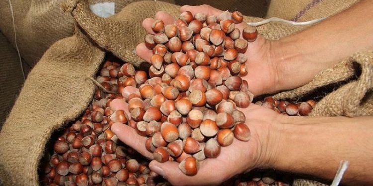 TMO, fındık alım fiyatlarını belirledi