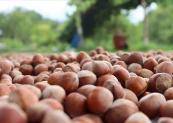 TMO, fındık alım tarihini a&ccedil;ıkladı