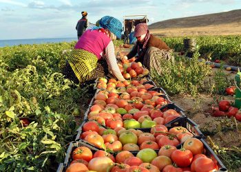 Tarımda üretici enflasyonu rekor kırdı; yüzde 157,9!