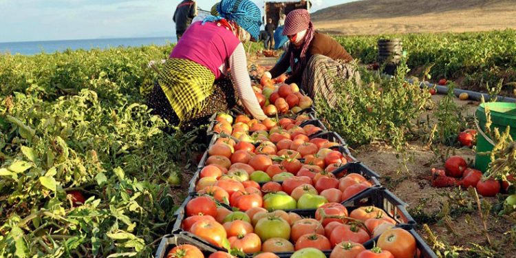 Tarımda üretici enflasyonu rekor kırdı; yüzde 157,9!