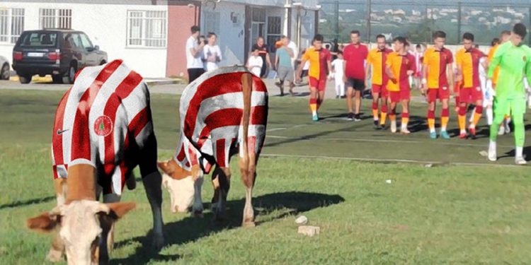 Ümraniyespor'dan gündem olan inek fotoğrafıyla ilgili açıklama