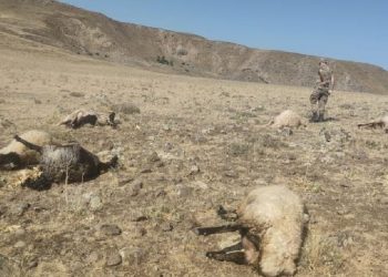Van’da korkunç olay: Çobanı katledip koyunları da silahla taradılar