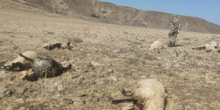 Van’da korkunç olay: Çobanı katledip koyunları da silahla taradılar