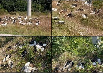 Yüksek gerilim hattı faciası; yüzlerce leylek telef oldu