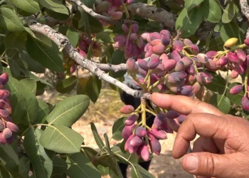Fıstık Hasadında Çiftçi Emeğinin Karşılığını Alamıyor