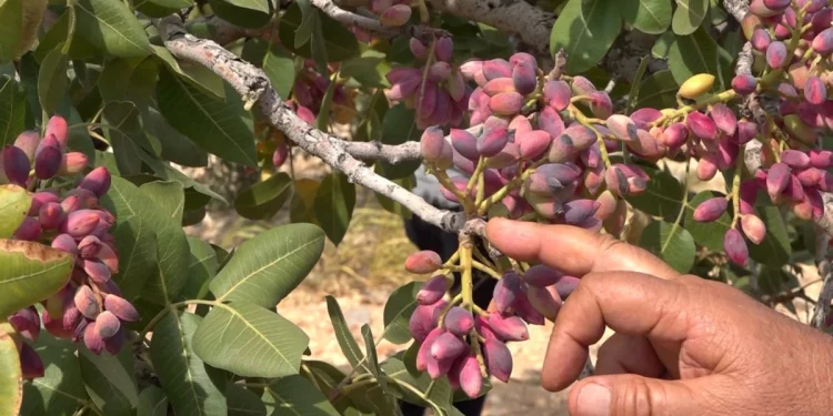 Fıstık Hasadında Çiftçi Emeğinin Karşılığını Alamıyor