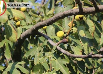 İncir dalında çürüdü, fiyat yüzde 90 düştü