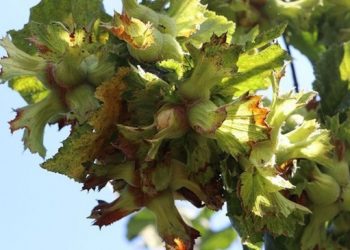 Fındık için direniş zamanı