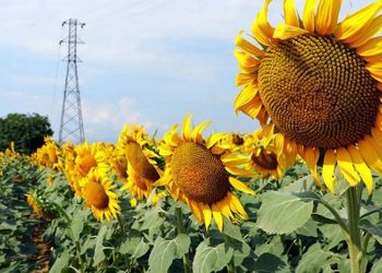 Ayçiçeği alım fiyatına tepki: Dağ fare doğurdu, çiftçi perişan edildi