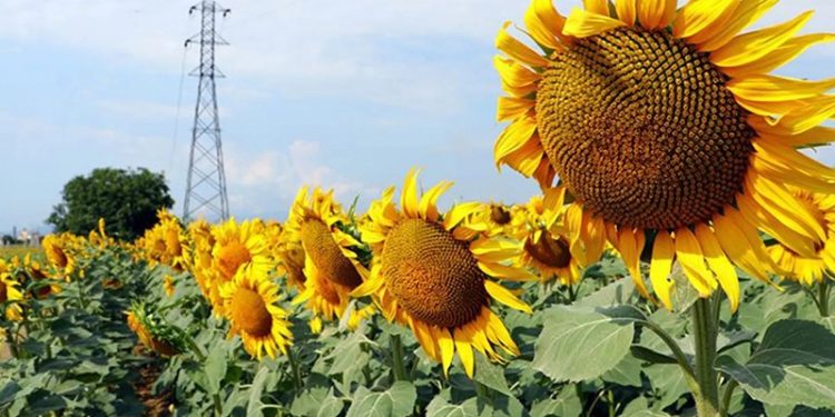 Ayçiçeği alım fiyatına tepki: Dağ fare doğurdu, çiftçi perişan edildi
