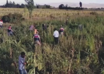 Ayçiçeği ve mısır tarlasında 1 milyon 650 bin kök Hint keneviri bulundu