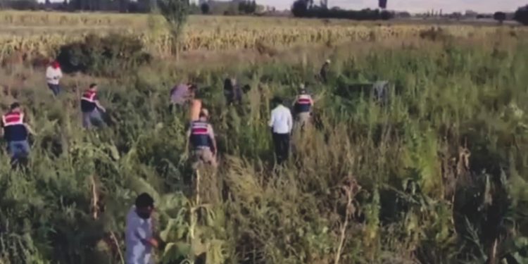 Ayçiçeği ve mısır tarlasında 1 milyon 650 bin kök Hint keneviri bulundu