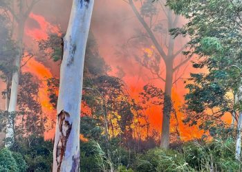 Bilanço çıktı: Kaş’ta 15 hektar okaliptus ormanı yandı