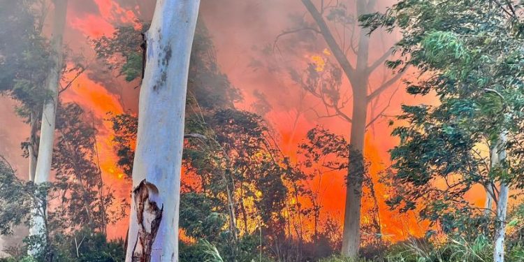 Bilanço çıktı: Kaş’ta 15 hektar okaliptus ormanı yandı
