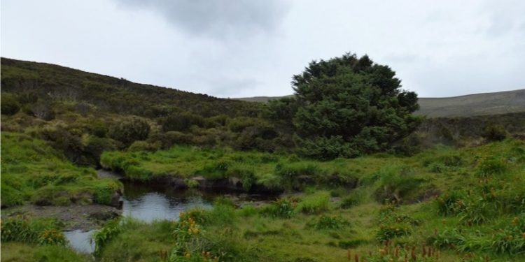 'Dünyanın en yalnız ağacı'nın iklim krizine çözüm olabileceği düşünülüyor