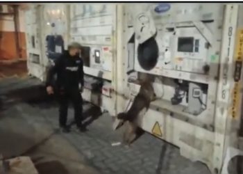 Ekvator’da varış yeri Türkiye olan muz kolilerine saklanmış kilolarca kokain yakalandı