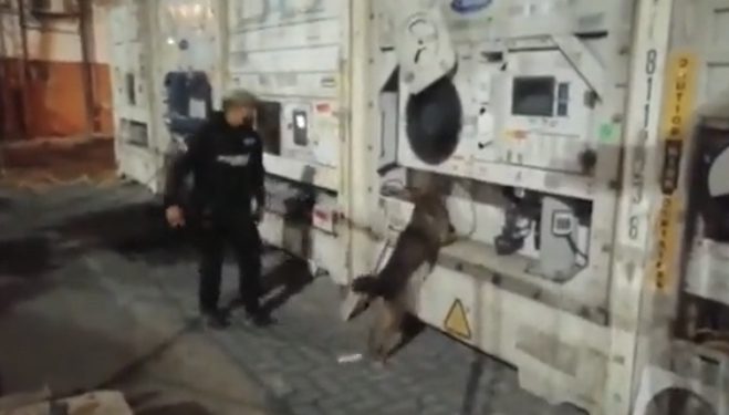 Ekvator’da varış yeri Türkiye olan muz kolilerine saklanmış kilolarca kokain yakalandı