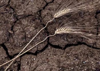 George Monbiot: Gıda krizi teknoloji sorunu değil, siyaset sorunu