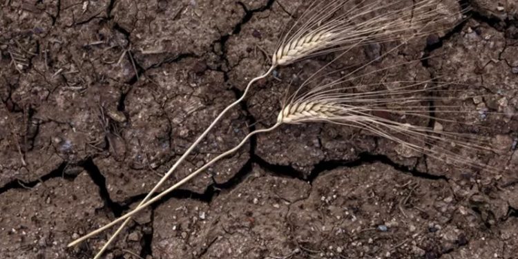 George Monbiot: Gıda krizi teknoloji sorunu değil, siyaset sorunu