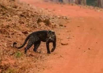 Hindistanlı çift uyurken leopar saldırısına uğradı: Adam öldü, kadın ise ağır yaralı