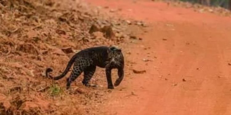 Hindistanlı çift uyurken leopar saldırısına uğradı: Adam öldü, kadın ise ağır yaralı