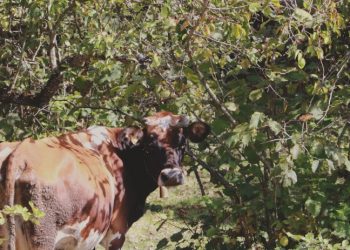 İneğinin ölümüne üzülünce kalp krizi geçirip vefat etti