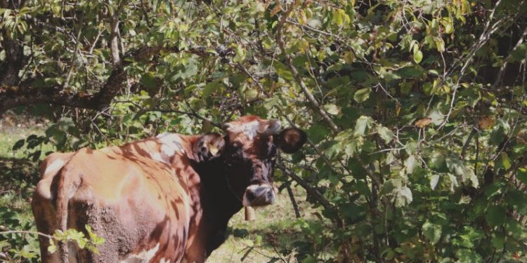 İneğinin ölümüne üzülünce kalp krizi geçirip vefat etti