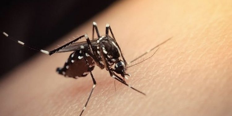 İstanbul'da sivrisinek alarmı: Hastaneye başvuru sayısı artıyor