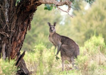 Kanguru, sahibini öldürdü