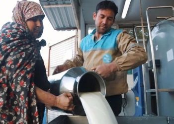 Maliyetleri artan süt üreticileri destek bekliyor: 'Böyle giderse peynir lüks olacak'