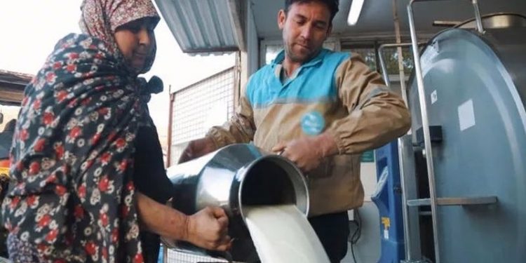 Maliyetleri artan süt üreticileri destek bekliyor: 'Böyle giderse peynir lüks olacak'