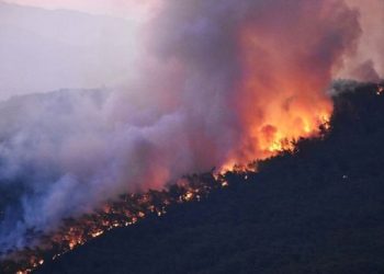 Muğla’da orman yangını sürüyor