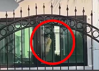 Osmaniye polisinden kadınlara ahlaksız hareket