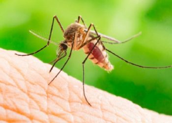 Pakistan’da dang humması alarmı: Haftada 30 kişi ölüyor