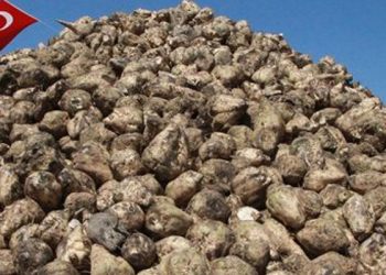 Şeker pancarı alım fiyatı üçüncü kez revize edildi