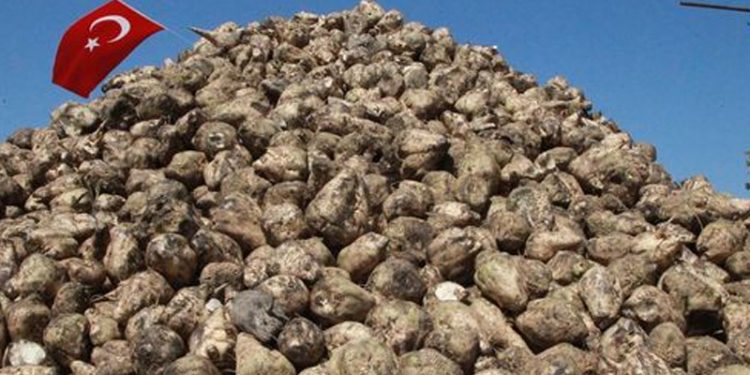 Şeker pancarı alım fiyatı üçüncü kez revize edildi