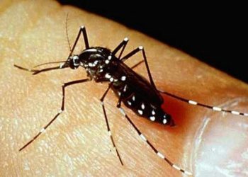 Singapur'da Zika vir&uuml;s&uuml;: 2020'den bu yana ilk kez g&ouml;r&uuml;ld&uuml;