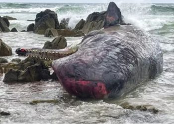 Tazmanya adasında 14 balina karaya vurdu