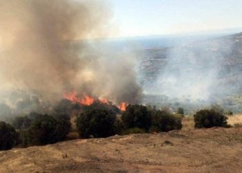 Tekirdağ'da 50 d&ouml;n&uuml;m zeytinlik k&uuml;l oldu