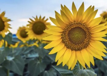 Trakya Birlik ayçiçek taban alım fiyatını 12 TL olarak açıkladı