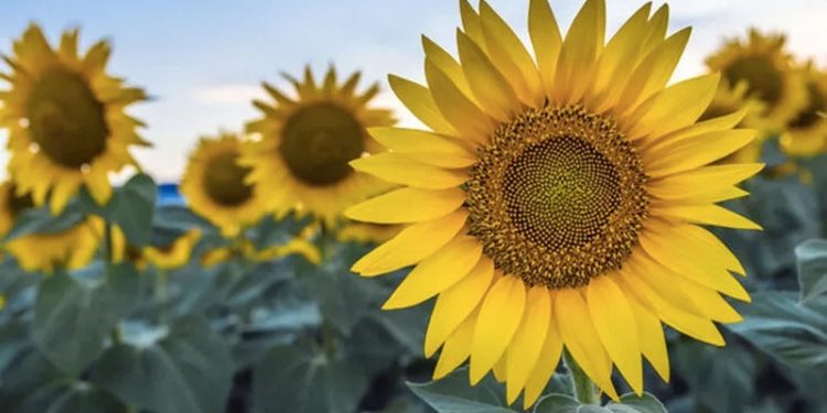 Trakya Birlik ayçiçek taban alım fiyatını 12 TL olarak açıkladı