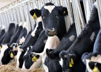 USK çiğ süt alım fiyatını artırmadı ancak süt ürünlerine elektrik zammı geldi